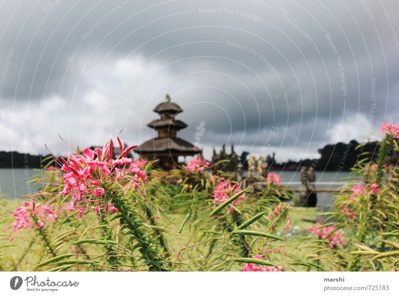 lovely Bali Freizeit & Hobby Kunst Natur Pflanze Sommer Klima Gefühle Reisefotografie Asien Tempel Wolken See wassertempel Blume Reiseroute Bratan See