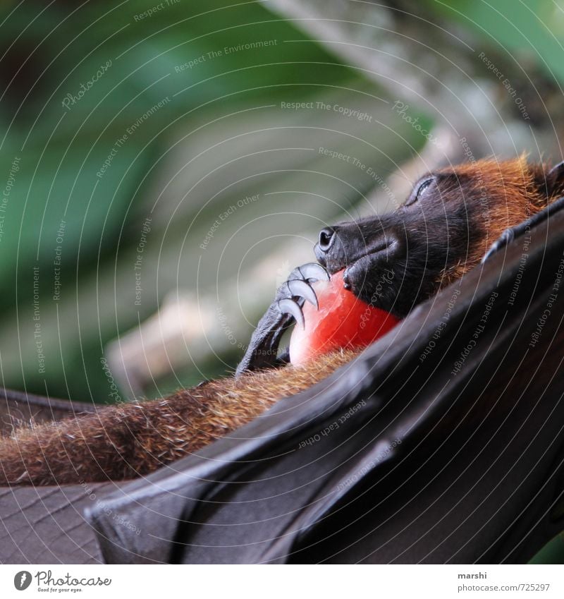 mein Schaaaaatz Natur Tier Wildtier 1 Gefühle Flughunde unheimlich Bali Fledermäuse Krallen Flügel Detailaufnahme Farbfoto Außenaufnahme