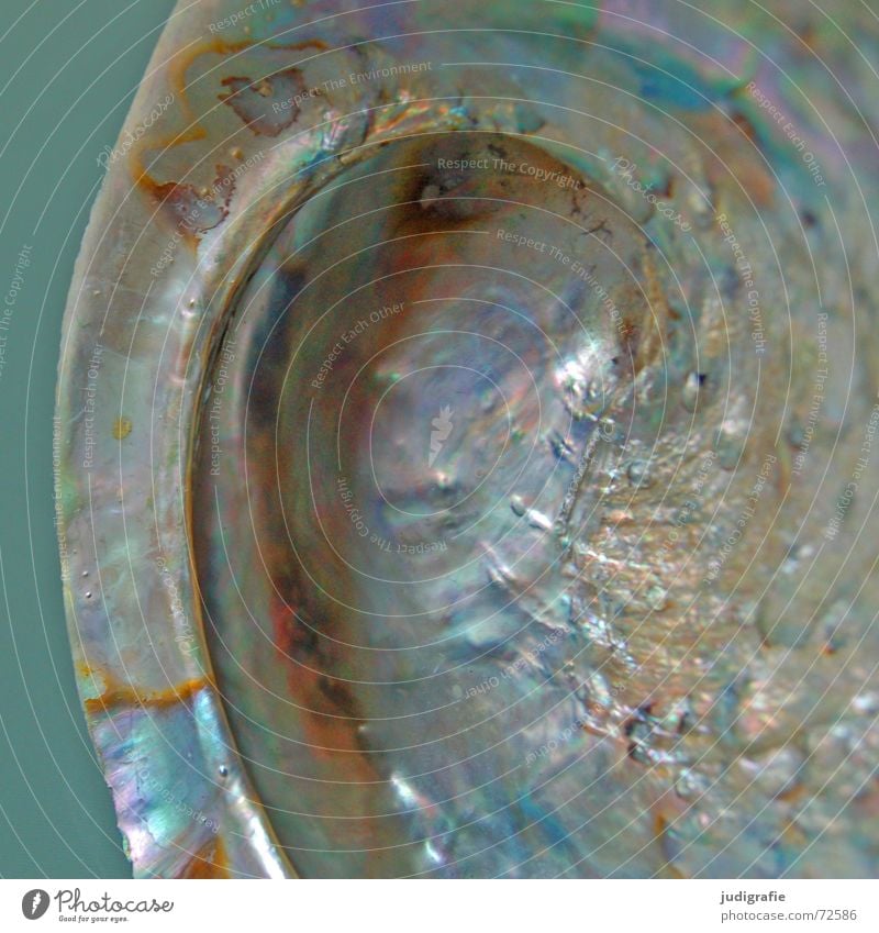 Perlmutt glänzend Schneckenhaus Muschel Kalk Meer grau Atlantik seeohr Mittelmeer Schutz blau Leben Strukturen & Formen Einsamkeit Schalen & Schüsseln Ohr