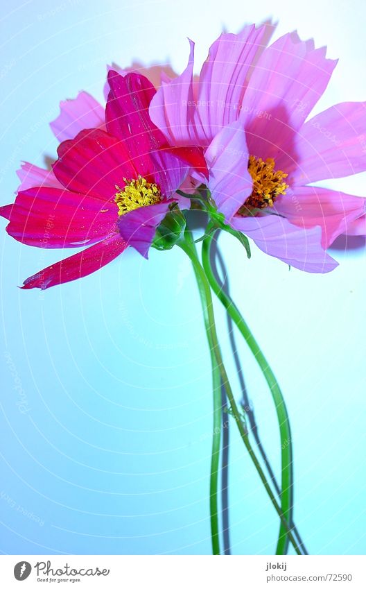 Cosmea Blume Schmuckkörbchen Sommer rosa Blüte Pflanze Tisch Untergrund Unterlage grün Blütenblatt Schlagschatten Licht Stengel gelb schön zart weich Natur blau