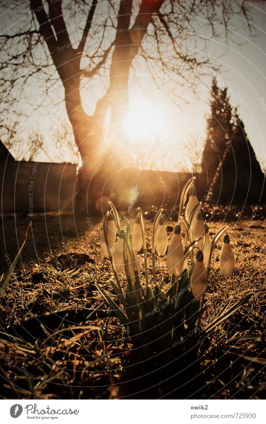 Frühlingsflora Umwelt Natur Pflanze Wolkenloser Himmel Klima Wetter Schönes Wetter Baum Blume Gras Blüte Schneeglöckchen Garten Blühend glänzend leuchten