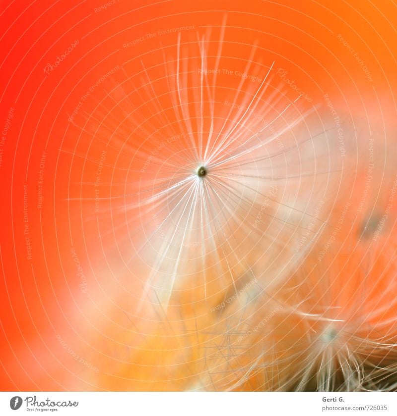 Nahaufnahme einer Pusteblume vor orangefarbenem Hintergrund Pflanze Wildpflanze Löwenzahn klein Leichtigkeit Natur unschuldig fein zierlich zart verwundbar