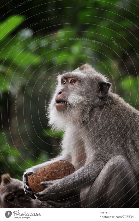 ...wer hat die Kokosnuss geklaut... Natur Tier Wildtier Fell Zoo Streichelzoo 1 Stimmung Affen makaken frech Aggression Bali Reisefotografie wild bedrohlich