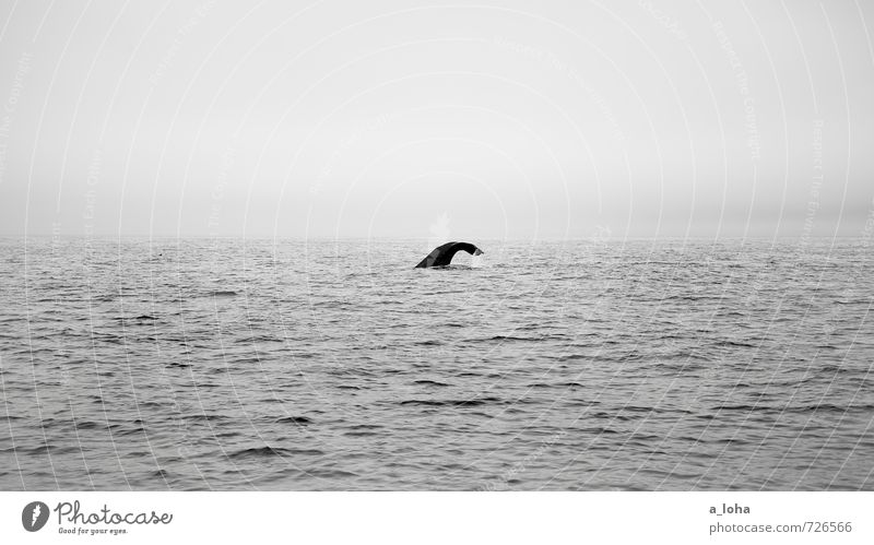 down deep Natur Tier Urelemente Wasser Wassertropfen Himmel Horizont Wellen Meer Wildtier Wal Pottwal 1 ruhig Fernweh rein Ferne Neuseeland Walbeobachtung