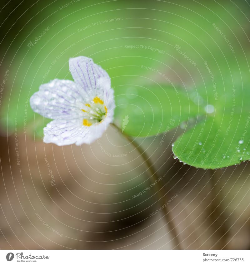 Mal ganz Klee... Natur Pflanze Wasser Wassertropfen Frühling Blume Blatt Blüte Kleeblatt Wald Blühend Duft Wachstum elegant klein nah gelb grün weiß Glück