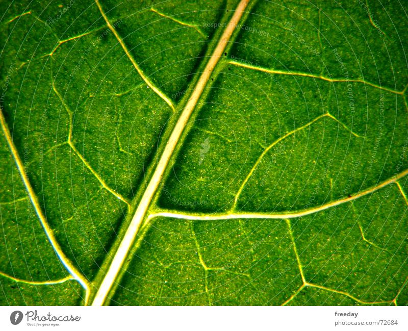 ::: Saftiges Grün 1 ::: Hintergrundbild Baum Romantik mehrfarbig nah Photosynthese reif grün Blatt Götter Pflanze hellgrün Gefäße Niedersachsen Urwald Botanik