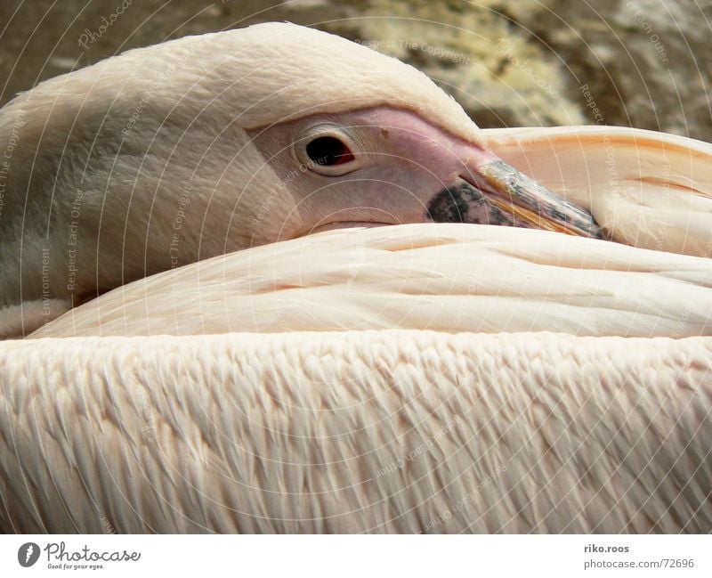 Pelikan erwacht Zoo rosa weiß Schnabel Vogel schlafen aufwachen Strukturen & Formen pelican Feder quill white Auge eye beak bird Haut skin