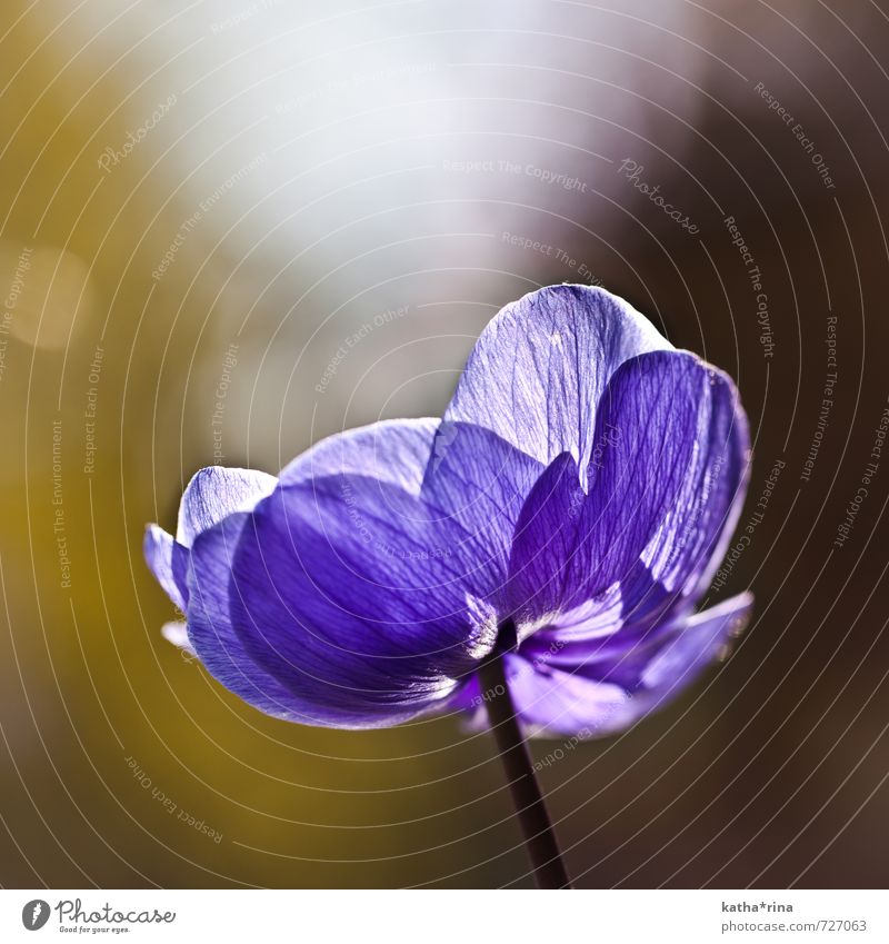 Lust auf Sommer . Pflanze Blume Annemone ästhetisch schön Wärme braun gold violett sommerlich zart Farbfoto Außenaufnahme Nahaufnahme Detailaufnahme