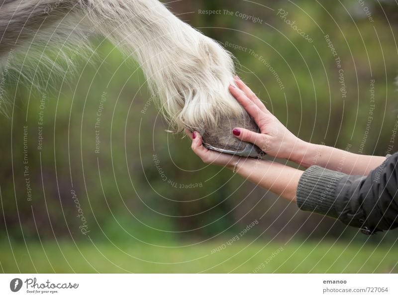 gib Hüfchen! Freude Zufriedenheit Erholung Reitsport Reiten Mensch Junge Frau Jugendliche Erwachsene Hand Finger 1 Natur Tier Nutztier Pferd Pfote Streichelzoo