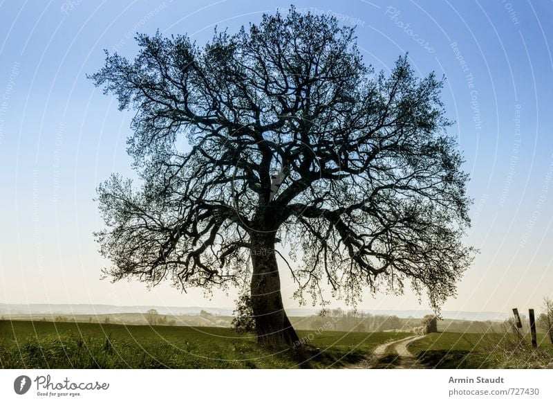 Linde in dunstiger Landschaft Sommer Natur Himmel Wolkenloser Himmel Frühling Schönes Wetter Baum Feld ästhetisch dunkel elegant natürlich schön blau grün