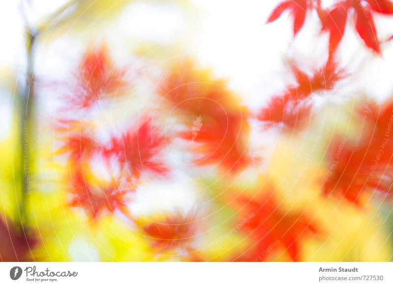 Hintergrund mit verschwommenen Herbstblättern Natur Tier Schönes Wetter Wind Pflanze Baum Blatt Park glänzend leuchten verblüht ästhetisch gelb rot Stimmung