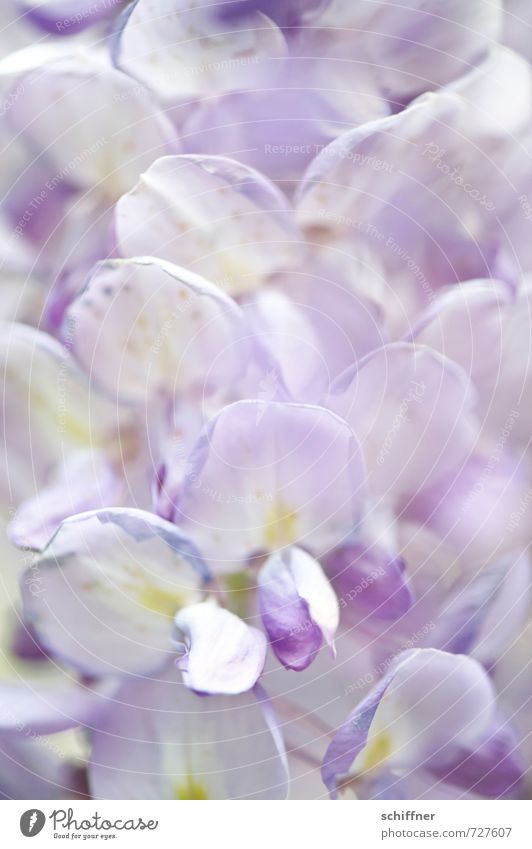 Plüschrüsch Natur Pflanze Blume violett Blüte Blütenknospen Blütenblatt Blütenpflanze Blütenkelch Blütenstauden Blütenkette blütenblattartig Glyzinie
