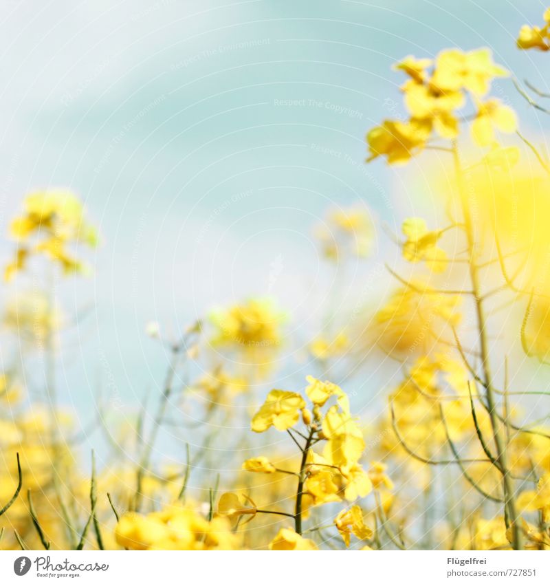 gelb Natur Pflanze verblüht Raps Feld Wiese Wachstum Blühend Blüte mehrfarbig Himmel (Jenseits) Farbfoto Außenaufnahme Textfreiraum oben Tag Sonnenlicht