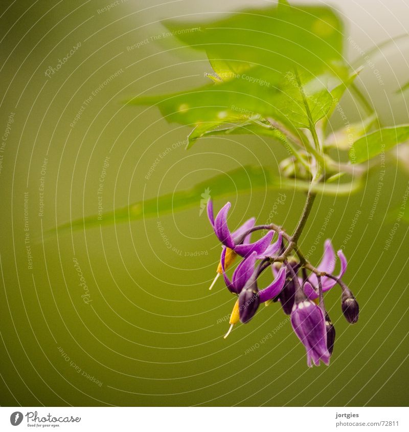 nah dran Blume Blüte Pflanze Makroaufnahme Nahaufnahme grün violett Bittersüßer Nachtschatten