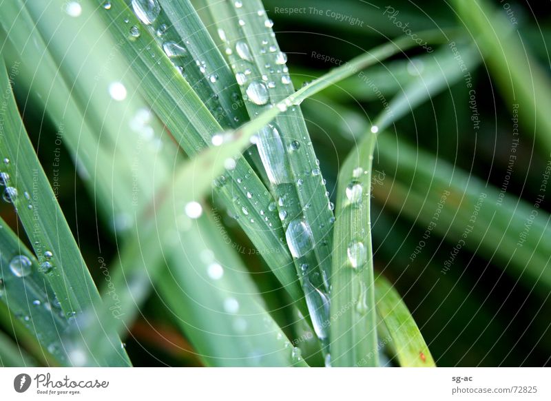 Nach dem Regen... Gras grün nass feucht Halm grasgrün Wasser Wassertropfen Seil Erde gress water grassgreen raindrops wet Natur