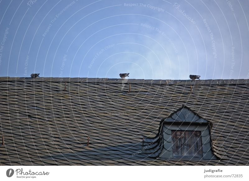 Tauben auf dem Dach 3 Vogel Satteldach Dachfirst Wange Speiseröhre Deckung Haken Backstein Dachziegel ruhig Fenster Dachgaube Haus Gebäude Altbau Goslar