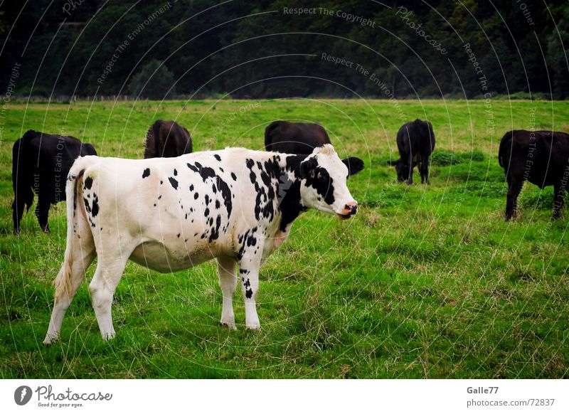 Außenseiter Kuh Wiese Gras weiß umzingeln schwaz Fleck Einsamkeit eingekreist