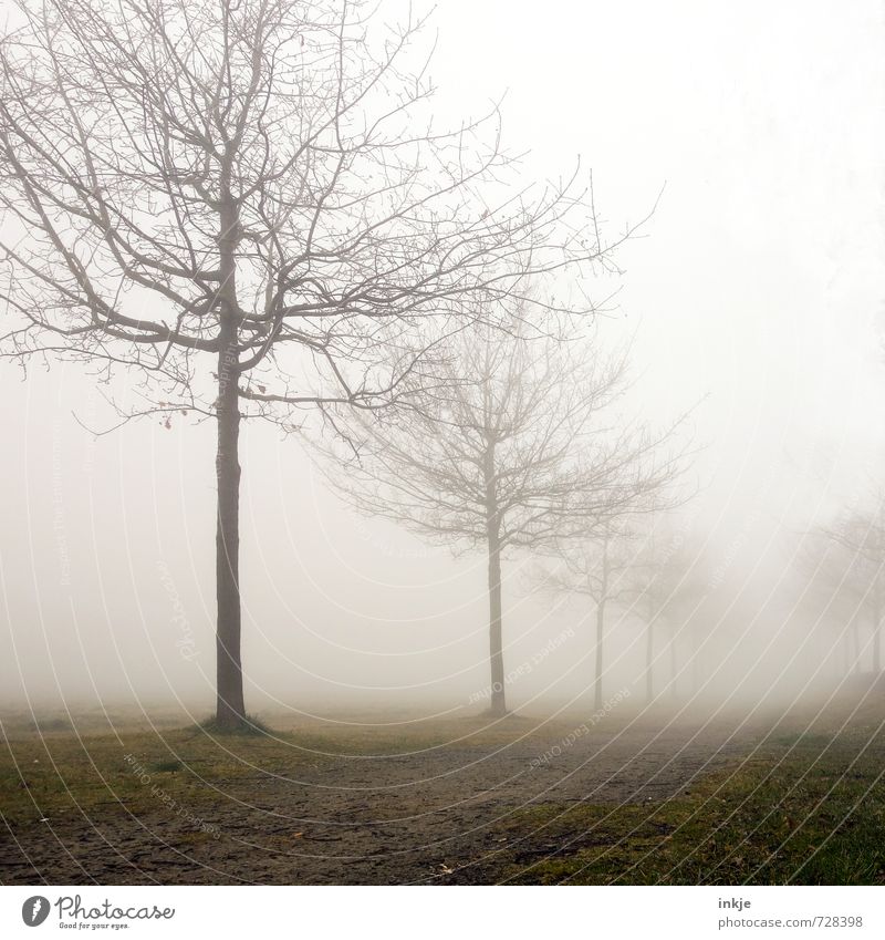 misty way to nowhere Umwelt Natur Landschaft Himmel Frühling Herbst Winter Klima schlechtes Wetter Nebel Baum Park Allee Fußweg Menschenleer Wege & Pfade stehen