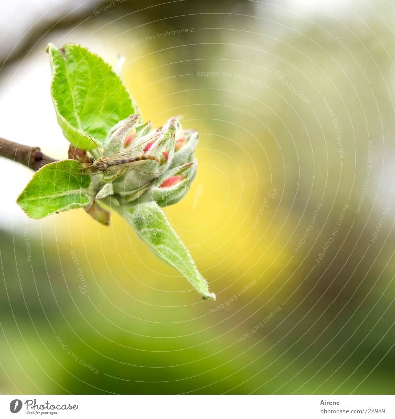 AST 7 | Freund oder Feind Pflanze Tier Frühling Baum Blatt Blüte Nutzpflanze Apfelbaum Apfelblüte Blütenknospen Obstbaum Garten Streuwiese Obstplantage Insekt