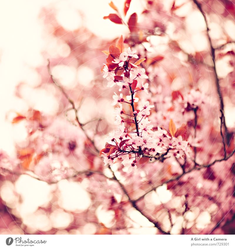 AST / I die schönste Woche im Jahr Umwelt Natur Pflanze Frühling Baum Blüte Garten Park Blühend authentisch Duft exotisch fantastisch natürlich rosa