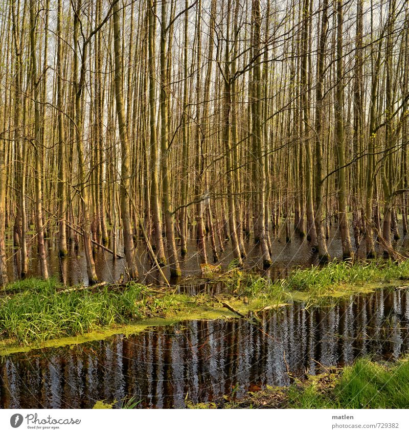 Mikado Natur Landschaft Pflanze Wasser Frühling Schönes Wetter Baum Gras Wiese Wald Moor Sumpf Menschenleer grau grün Ordnung Überschwemmung parallel Farbfoto