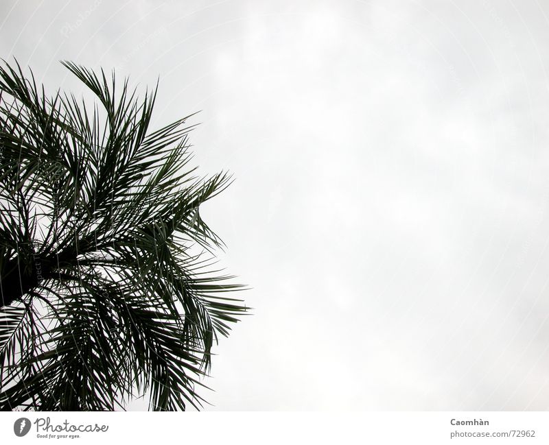 tropische Zierpflanze Palme Pflanze Ferien & Urlaub & Reisen Strand Meer Außenaufnahme Himmel fliegen Sand Freiheit schön Urwald