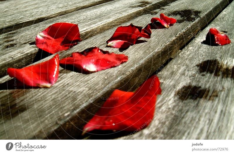 Rosenblätter... Tod einzeln dehydrieren Holz rot schwarz braun grau nass feucht Romantik Vergangenheit Vergänglichkeit Sommer Herbst Blume Pflanze Holzmehl