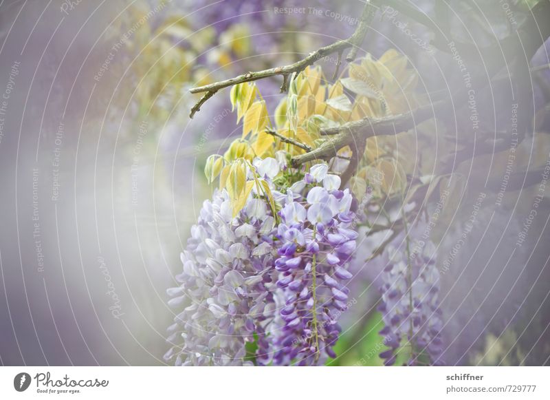 Zwischendurch Umwelt Natur Pflanze Frühling Baum Blume Blüte Garten Park blau violett durchsichtig Durchblick durchscheinend zart Pastellton Glyzinie Sträucher