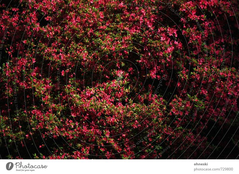 Bush Pflanze Frühling Blume Sträucher Blüte rosa Lebensfreude Frühlingsgefühle Glück Hoffnung Natur Farbfoto mehrfarbig Außenaufnahme Strukturen & Formen Tag