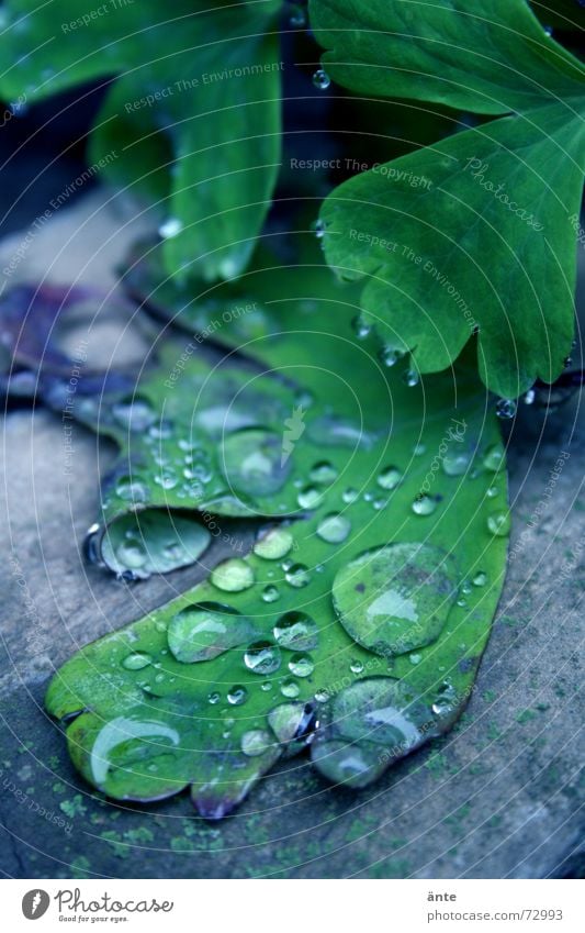 plattgetropft hydrophob Wassertropfen Reflexion & Spiegelung Blatt Pflanze nass feucht frisch Morgen Leben Natur Pflanzenteile behutsam Makroaufnahme Botanik