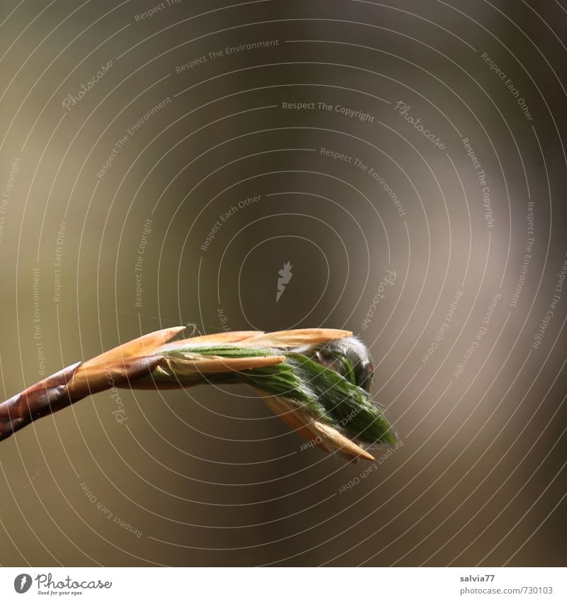 Aufbruch ins Licht Natur Pflanze Frühling Baum Sträucher Blatt Grünpflanze Wildpflanze Wald ästhetisch Ferne frisch weich braun grau grün Hoffnung Beginn