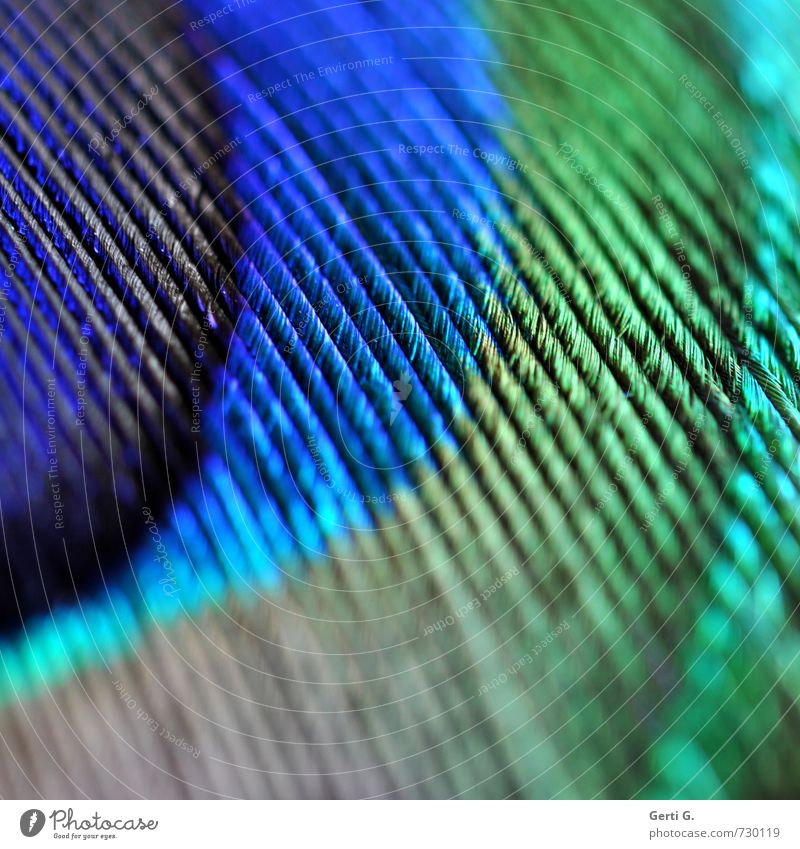 Nuancen Tier Pfauenfeder Feder ästhetisch Design elegant Farbe Natur Strukturen & Formen Ordnung Linie liniert diagonal blau grün glänzend mehrfarbig