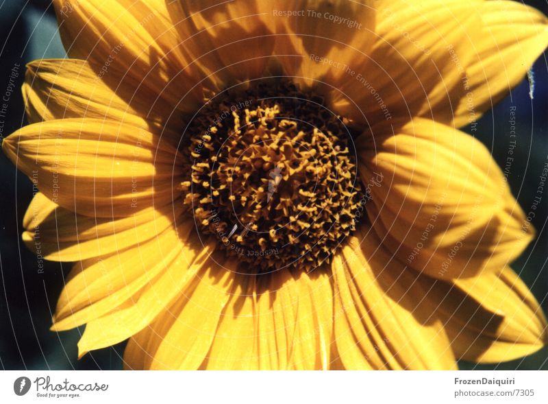 Sunflower Sonnenblume Sommer Makroaufnahme gelb braun Lebensfreude Licht Blume Insekt Biene strahlend sunflower