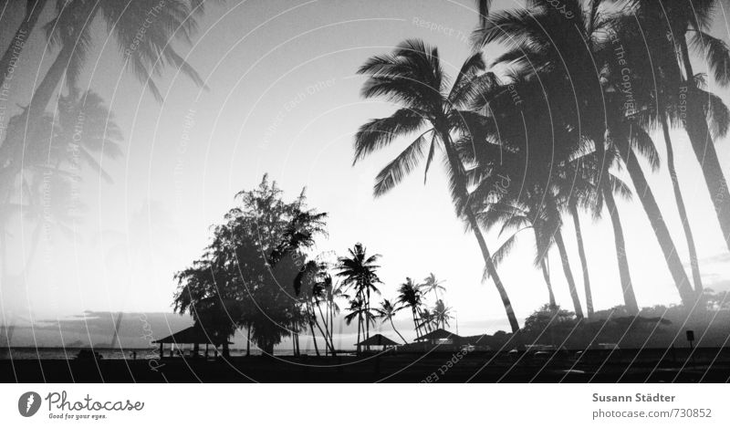 hawaii, ick träum von dir. Baum Urwald Küste Meer ästhetisch Palmenwedel Palmenstrand Kauai Hawaii Doppelbelichtung träumen Strand Pazifik Schwarzweißfoto