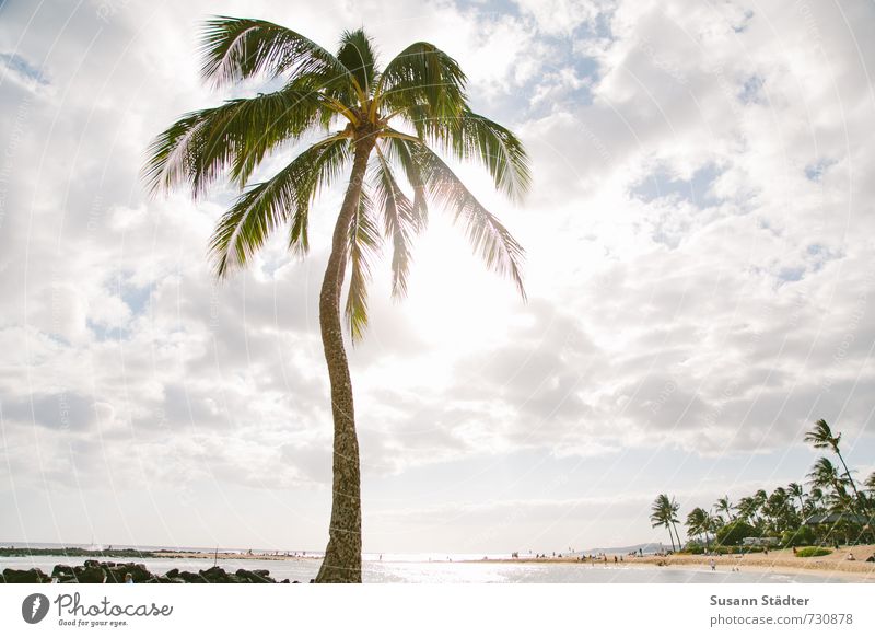 palm on kauai Baum exotisch Strand Bucht Oase träumen Palme Palmenwedel Hawaii Kauai Sonnenlicht Gegenlicht Wolken Badeurlaub Paradies traumhaft Farbfoto