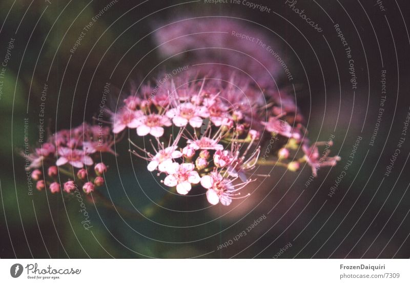 Knospen >> Blüten klein Blume weiß rosa Makroaufnahme Blütenknospen