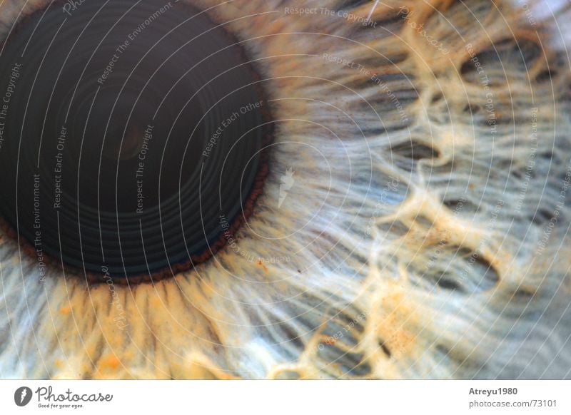 durchblick Pupille glänzend Makroaufnahme Reflexion & Spiegelung Gefäße blind Auge Regenbogenhaut eye atreyu Blick Strukturen & Formen Detailaufnahme Objektiv