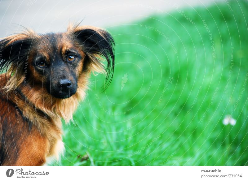 if I look at you like that I got you already Lifestyle Freude Freizeit & Hobby Umwelt Natur Tier Wiese Haustier Hund Tiergesicht Fell 1 Blick Freundlichkeit