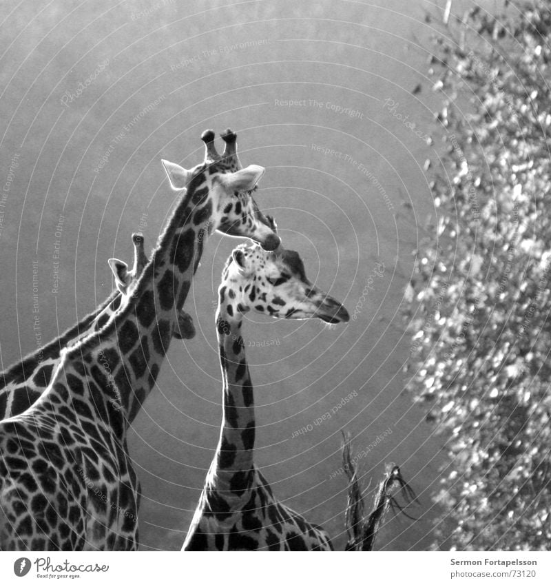 = : >------------- (familie) Tier Zoo Afrika Leipzig Wald lang groß Einsamkeit Holzmehl Blatt Steppe Giraffe Morgen Horn Hals Niveau hoch Denken Blick animal