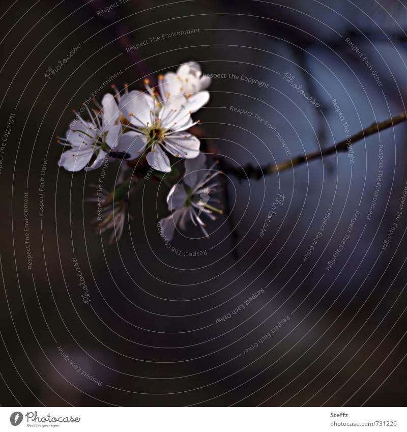 Schlehdorn blüht im Frühling Schwarzdorn Wildpflanze Frühlingszweig einheimisch einheimische Pflanzen Frühlingsblüten März April Frühlingstag