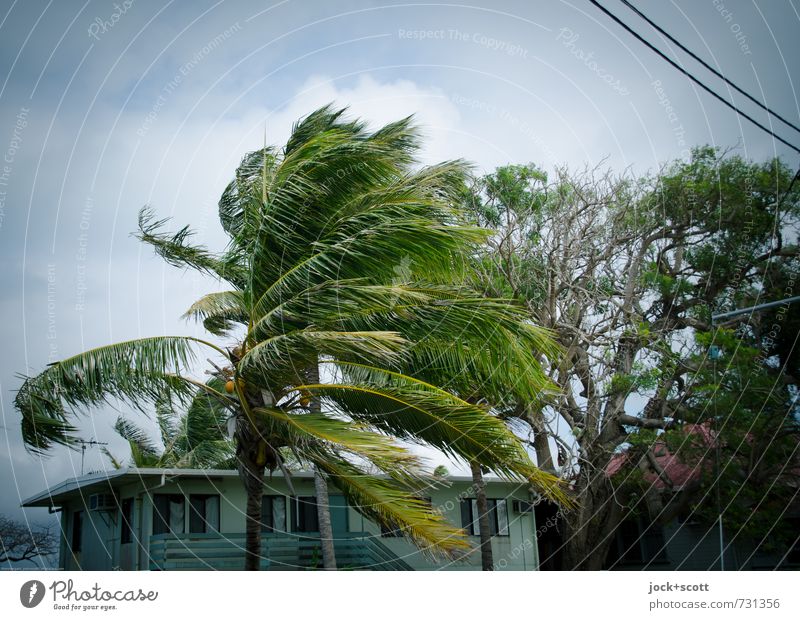 downwind Wolken Klimawandel Wind exotisch Palme Garten Haus Stahlkabel authentisch groß maritim retro Kraft Umwelt Wandel & Veränderung tropisch