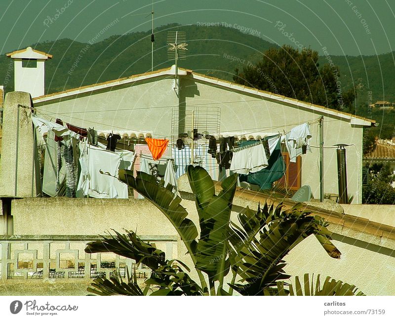 Waschtag Wäsche Wäscheleine Unterhose Männerunterhose Süden mediterran Palme Panorama (Aussicht) Sommer Dienstleistungsgewerbe Freizeit & Hobby oranje orange
