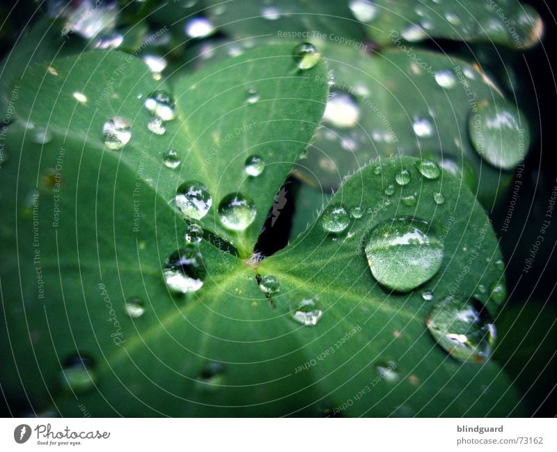 Another Rainy Day Klee grün rot Reflexion & Spiegelung frisch feucht nass Blatt Blüte Pflanze Makroaufnahme klein aber fein träumen dreiblättrig Wassertropfen