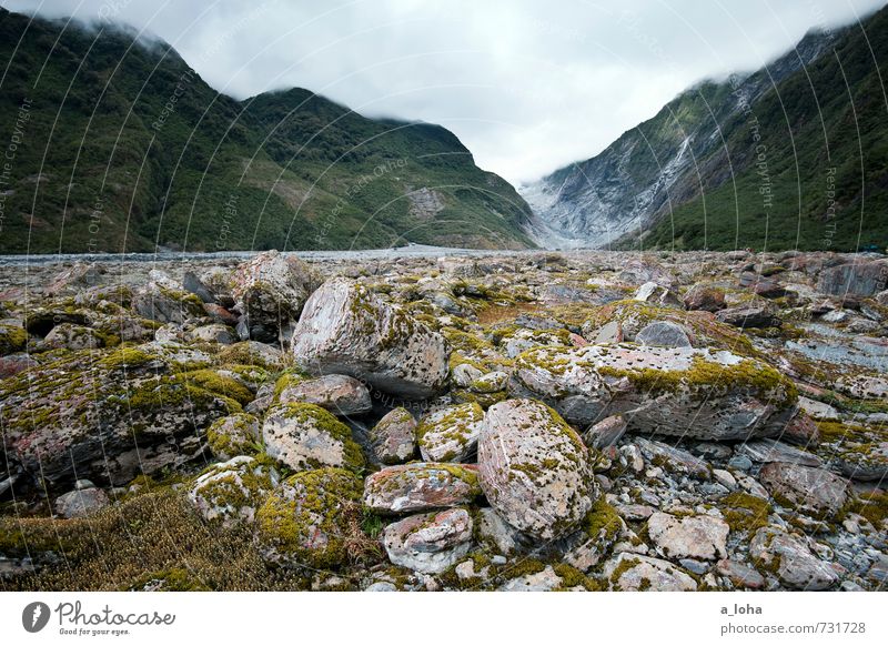 Franz Josef Glacier Valley Umwelt Natur Landschaft Pflanze Urelemente Erde Wasser Himmel Wolken Gewitterwolken Sommer schlechtes Wetter Regen Moos Wildpflanze