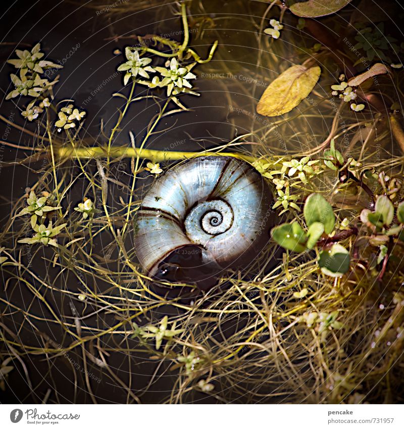geheimnisvoll | anfang und ende Natur Urelemente Wasser Sommer Pflanze Garten Teich Tier Schnecke Zeichen Gefühle Unendlichkeit Schneckenhaus Spirale Weltall