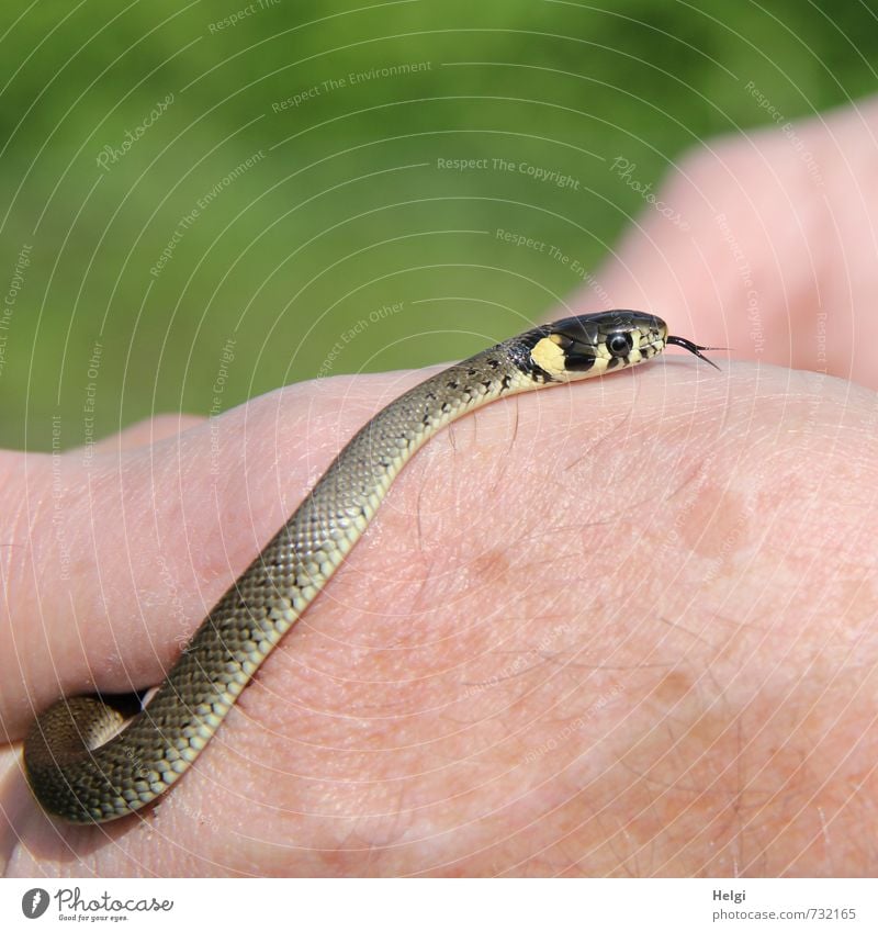 Natrix natrix Tier Wildtier Schlange Ringelnatter 1 Tierjunges berühren Blick ästhetisch außergewöhnlich klein natürlich gelb grau grün achtsam Schüchternheit
