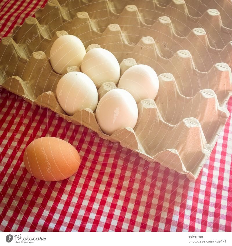Ei individuell Lebensmittel Ernährung Bioprodukte Tischwäsche kariert Eierkarton Ostern ästhetisch frisch braun weiß Einsamkeit einzigartig gleich Idee