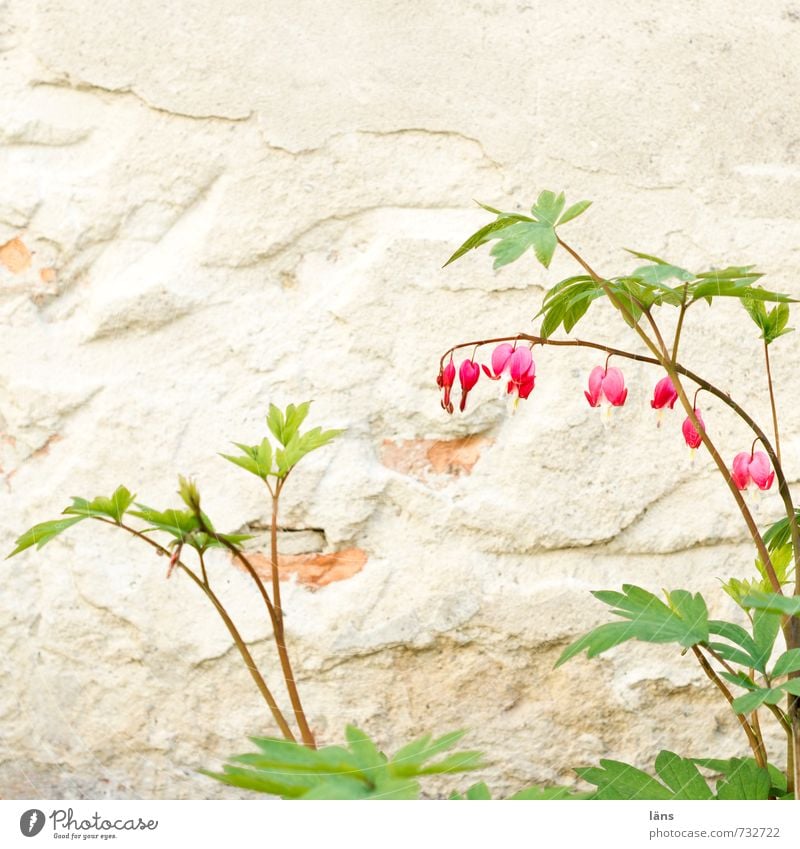 Blühende Herzen Pflanze Frühling Blume Blüte Garten Mauer Wand grün rot Frühlingsgefühle Putz Innenhof schön Blütenpflanze Blütenstauden herzlich Tränendes Herz