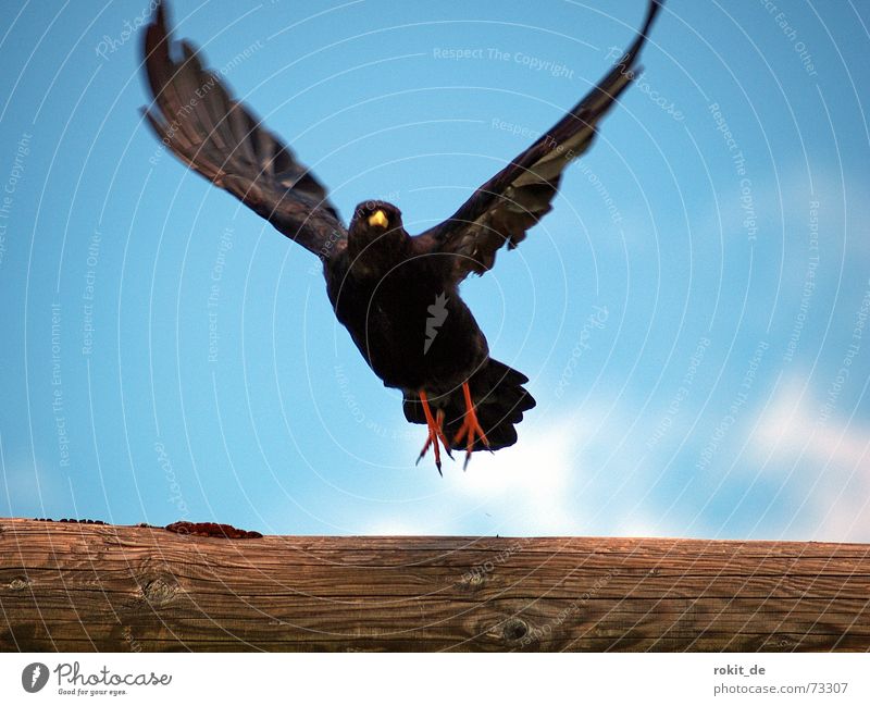 Fly Robin fly, up, up to the sky Dohle Dach rot schwarz gelb Schnabel Luft Wolken Himmel Wind luftig Schweben Feder Holz Tragfläche Ferien & Urlaub & Reisen