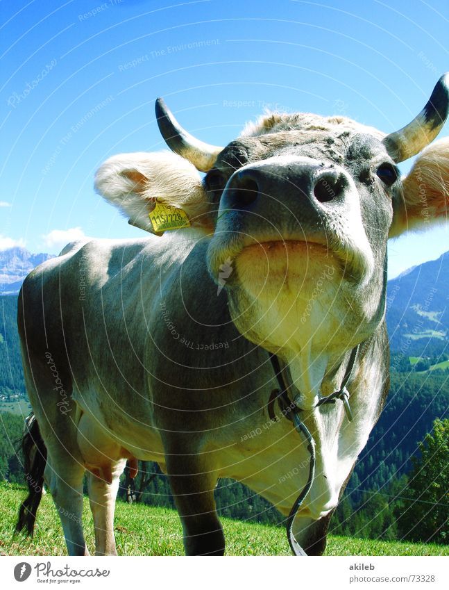 Jetzt ohne Schaf Kuh Tier Ferien & Urlaub & Reisen Dolomiten Wachsamkeit wach Humor Geruch lustig Berge u. Gebirge Himmel blau Interesse Nase lachen holiday